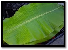 Indian Fresh Banana Leaves Available...