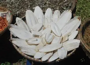 
Dried Cuttlefish bone for cattle feed/ cuttlefish bones powder ( MS.HOLIDAY Whatsapp +84-845-639-639) 