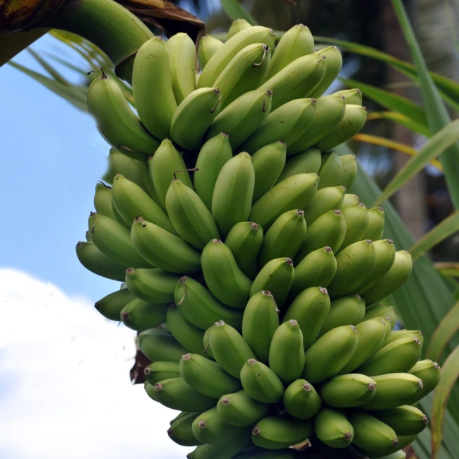 Organic Fertilizer for papaya and banana