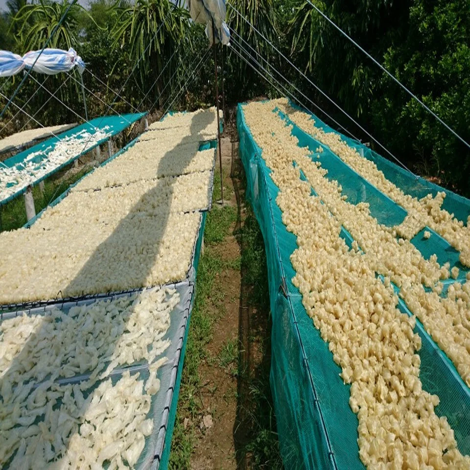 
Dry FISH MAWS TOP QUALITY ORIGIN VIETNAM Bulk Piece HACCP 