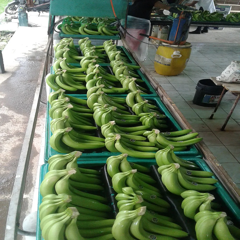 BANANAS PREMIUM CAVENDISH