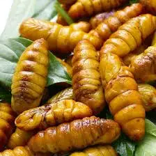 SILK WORM FOR FOOD/ COCOON SILK WORM FOR HUMAN CONSUMSION