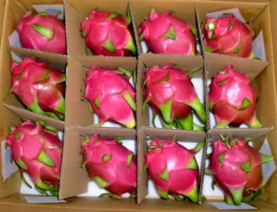 
Fresh Red / White Dragon Fruit +84 845 639 639 