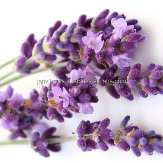 High Quality GMP Certified 100% Pure and Organic Lavender Oil