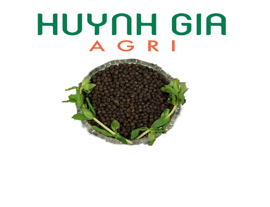 High Quality 50KG Vacuum Packed Vietnam Fresh Hand-Picked Black Pepper 550 GL/L From HUYNHGIA Manufacturer