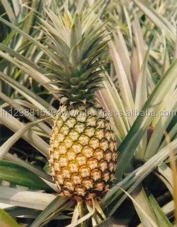 ORGANIC FRESH PINEAPPLES FRUITS/PINEAPPLE FRUIT/PINEAPPLE
