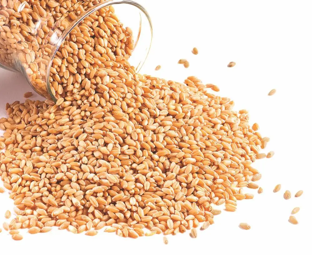 WHEAT GRAIN Ukraine Origin