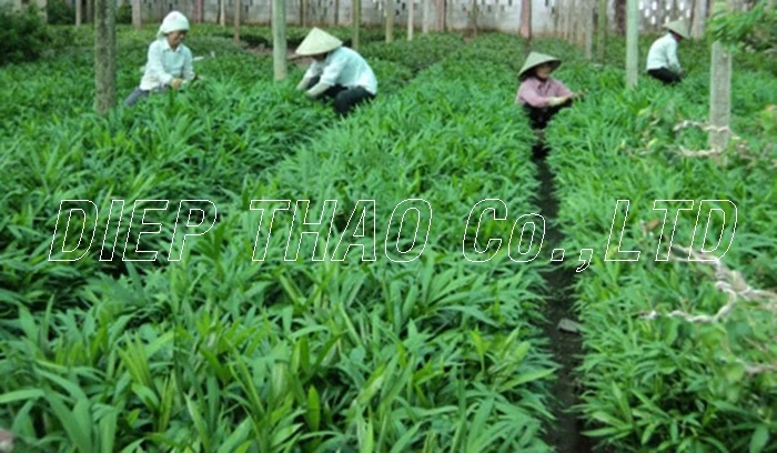 WHOLESALE FRESH/FROZEN/DRIED/POWDER PANDAN LEAVES