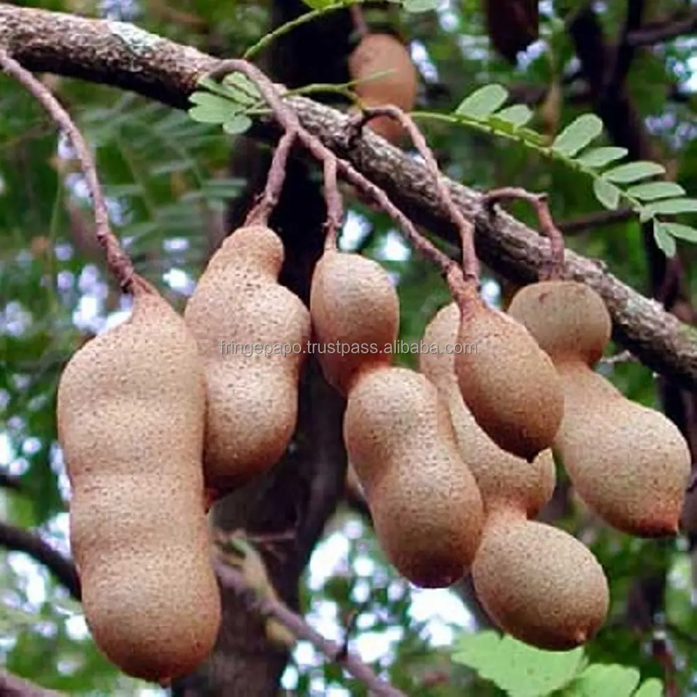 Tamarind - (Without Sell)
