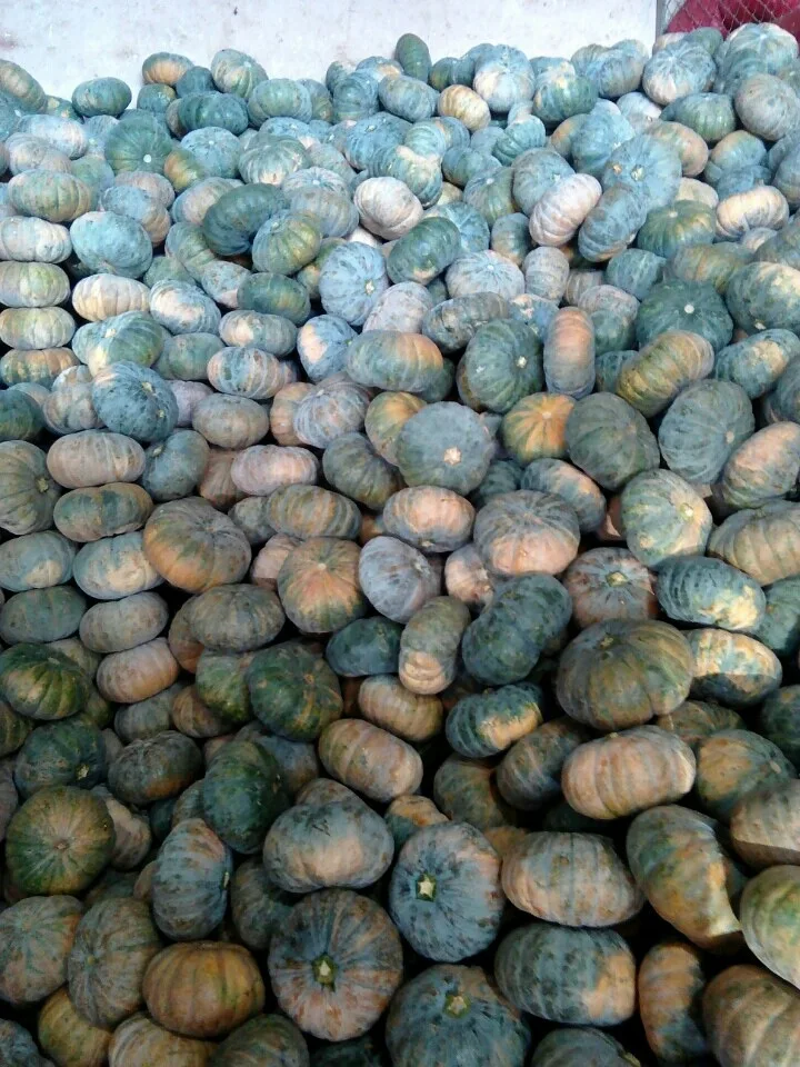 Fresh Pumpkin With The Best Quality