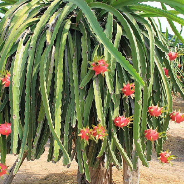 Vietnam high quality dragon fruit/pitaya good price New crop white red dragon fruit wholesale with best price