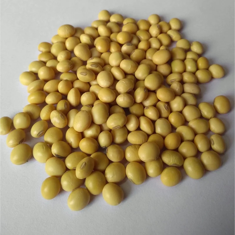 Купить соевые семена без ГМО/соевые зерна оптом