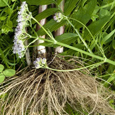 Natural Pure Valerian Root Oil