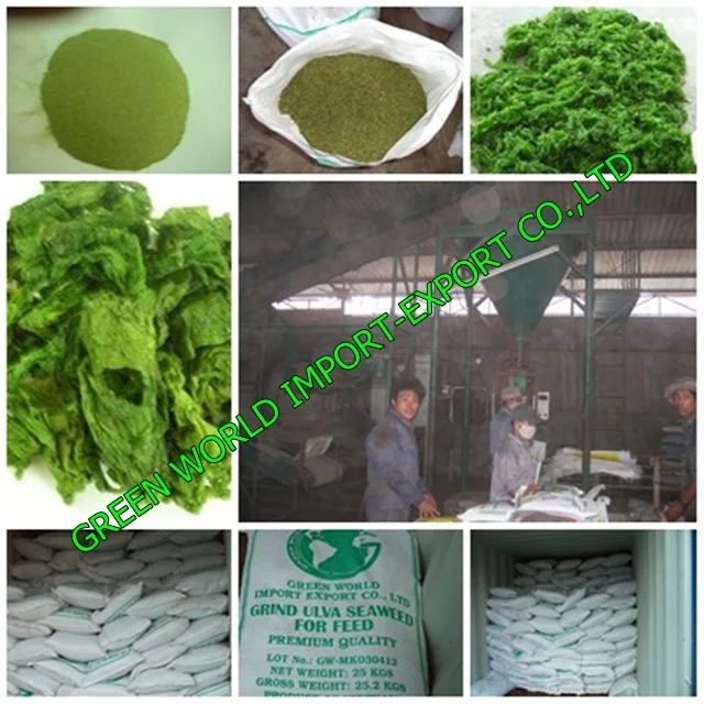 Ulva Lactuca seaweed with premium quality//best price