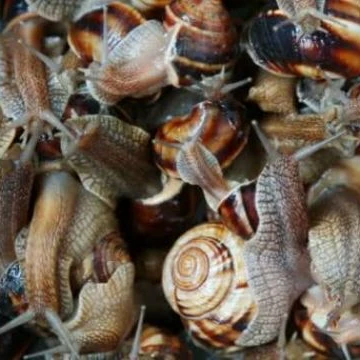 Helix snails Aspersa Muller