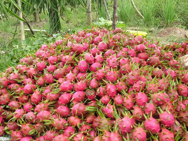 
Vietnamese red | White dragon fruit (pitaya) | Natural products from Vietnam agriculture 