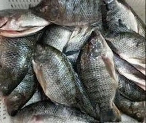 FROZEN TILAPIA FISH