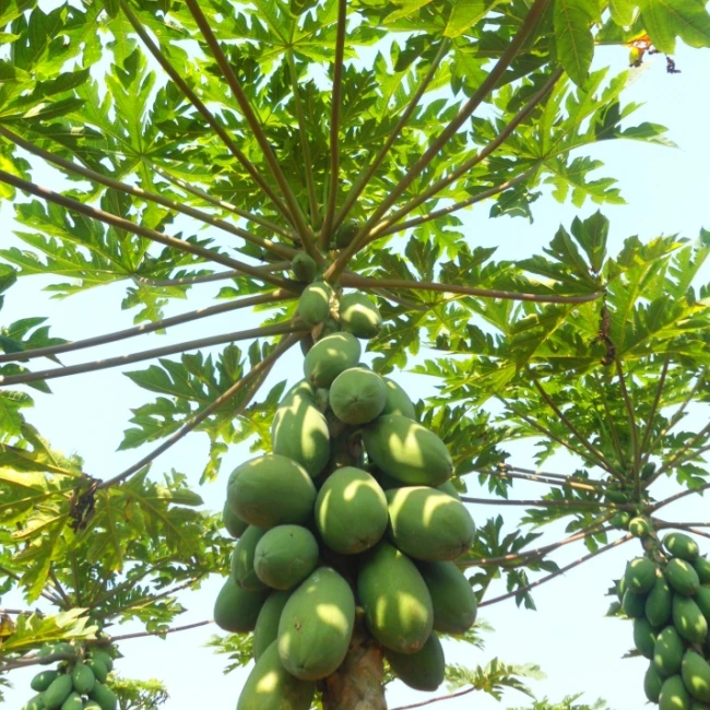 Organic Fertilizer for papaya and banana