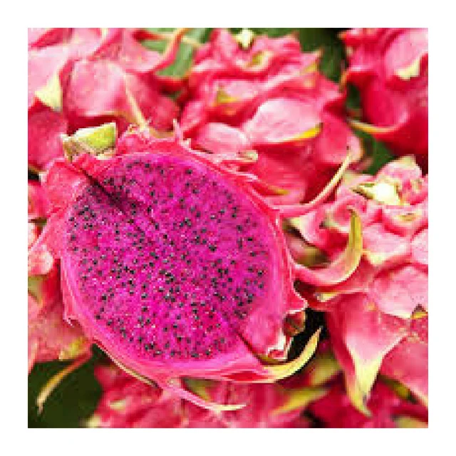 
High-quality tasty dragon fruit in Vietnam 