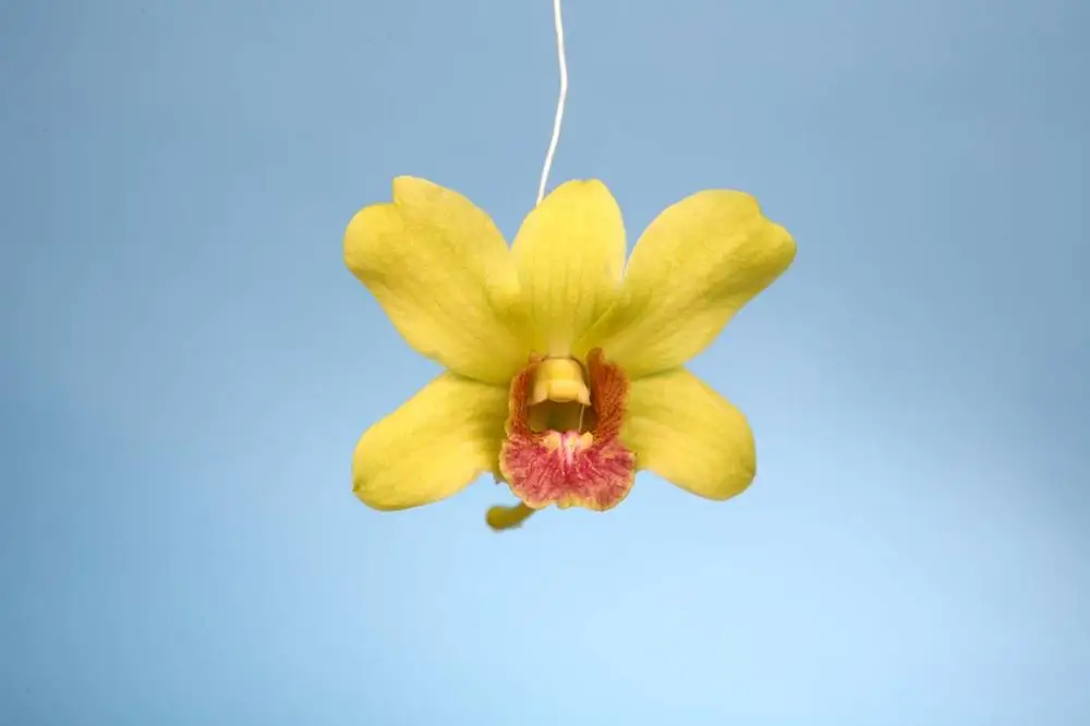 
Wholesale Fresh Dendrobium Jade Thai Orchids Cut Flower Best Price , Try us!!! 