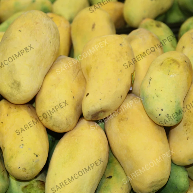 
Top Quality Mango Supplier From Pakistan 