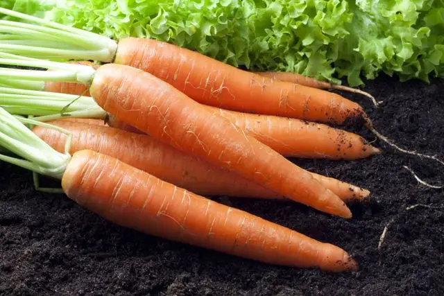 
EXPORT PRICES OF CARROT FOR SOWING FOR Cuba 