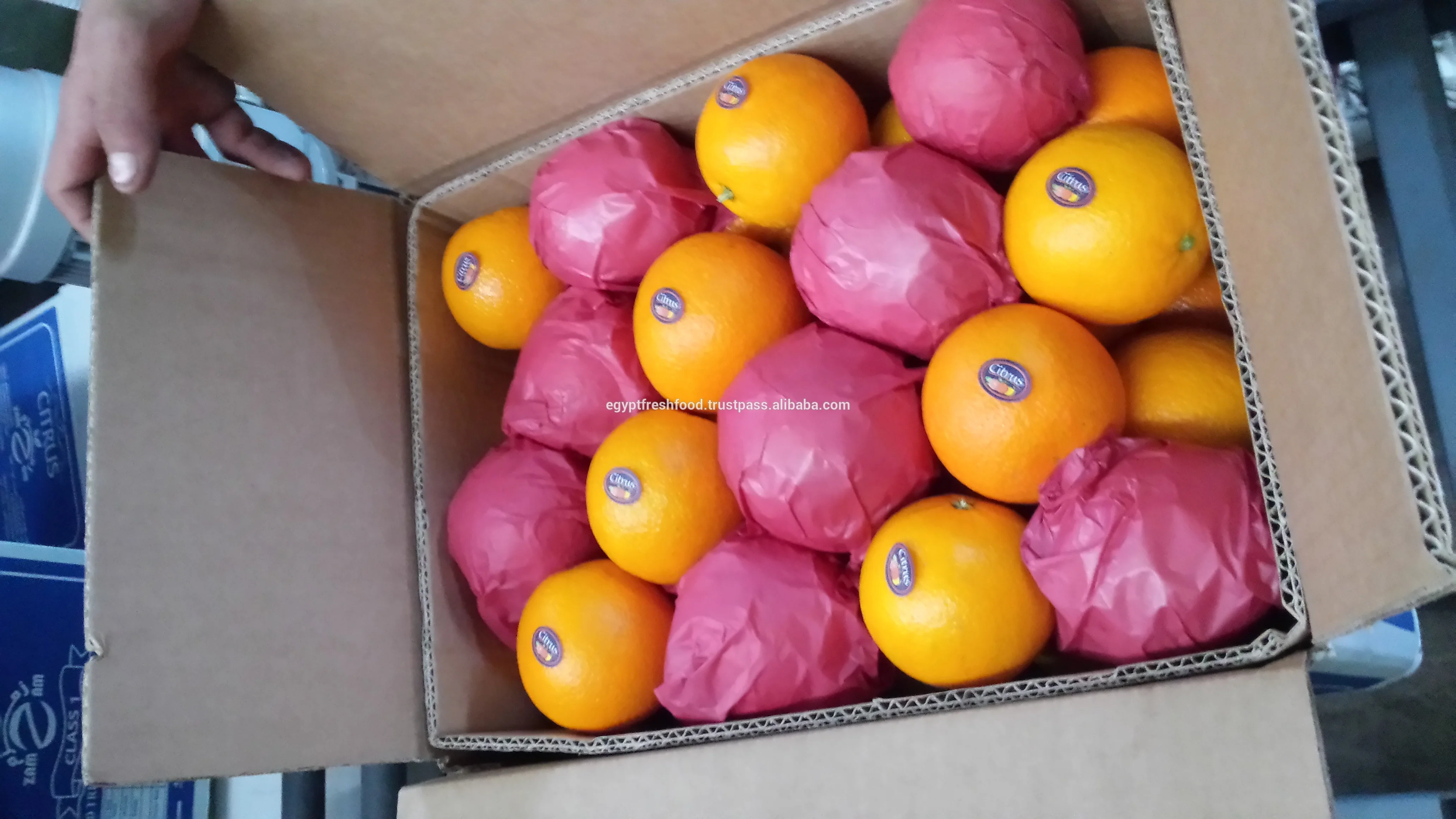 fresh Navel Valencia oranges , Citrus from Egypt season 2019