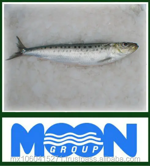
PACIFIC SARDINE 