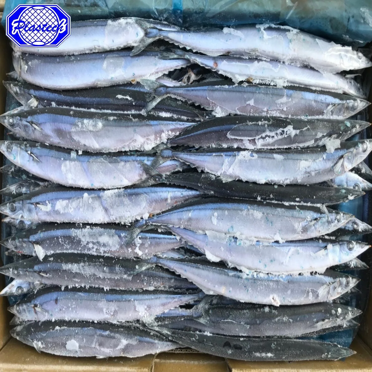 Быстрозамораживаемые морепродукты IQF замороженные тихоокеанские Saury Cololabis sairдля