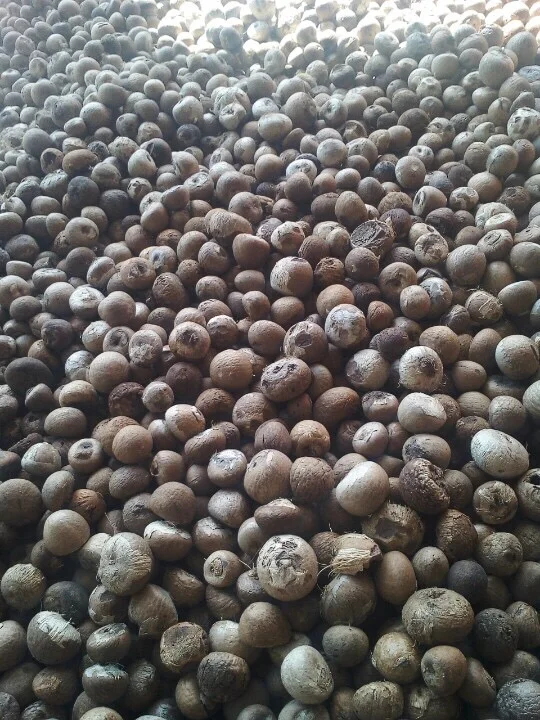 Сушеный орех Betel-высокое качество по лучшей цене во Вьетнаме