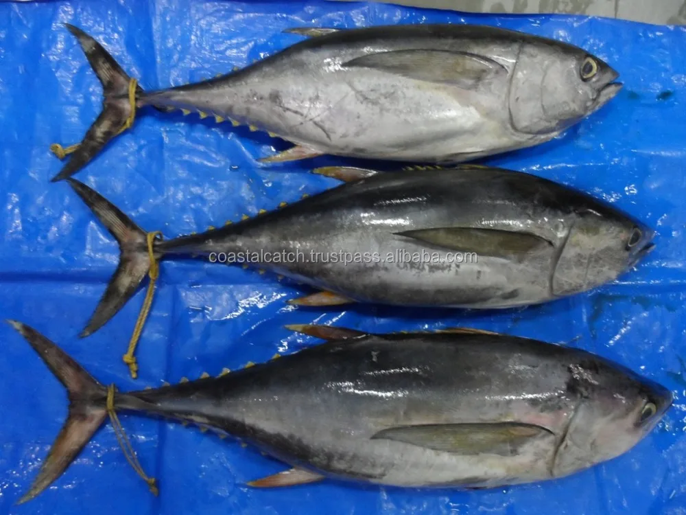 
YELLOW FIN TUNA 4kg/10kg 10KG/20KG, 20KG/30KG, 30KG/UP 