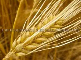 
Indian Export Prices Of Barley Seeds For Poland 