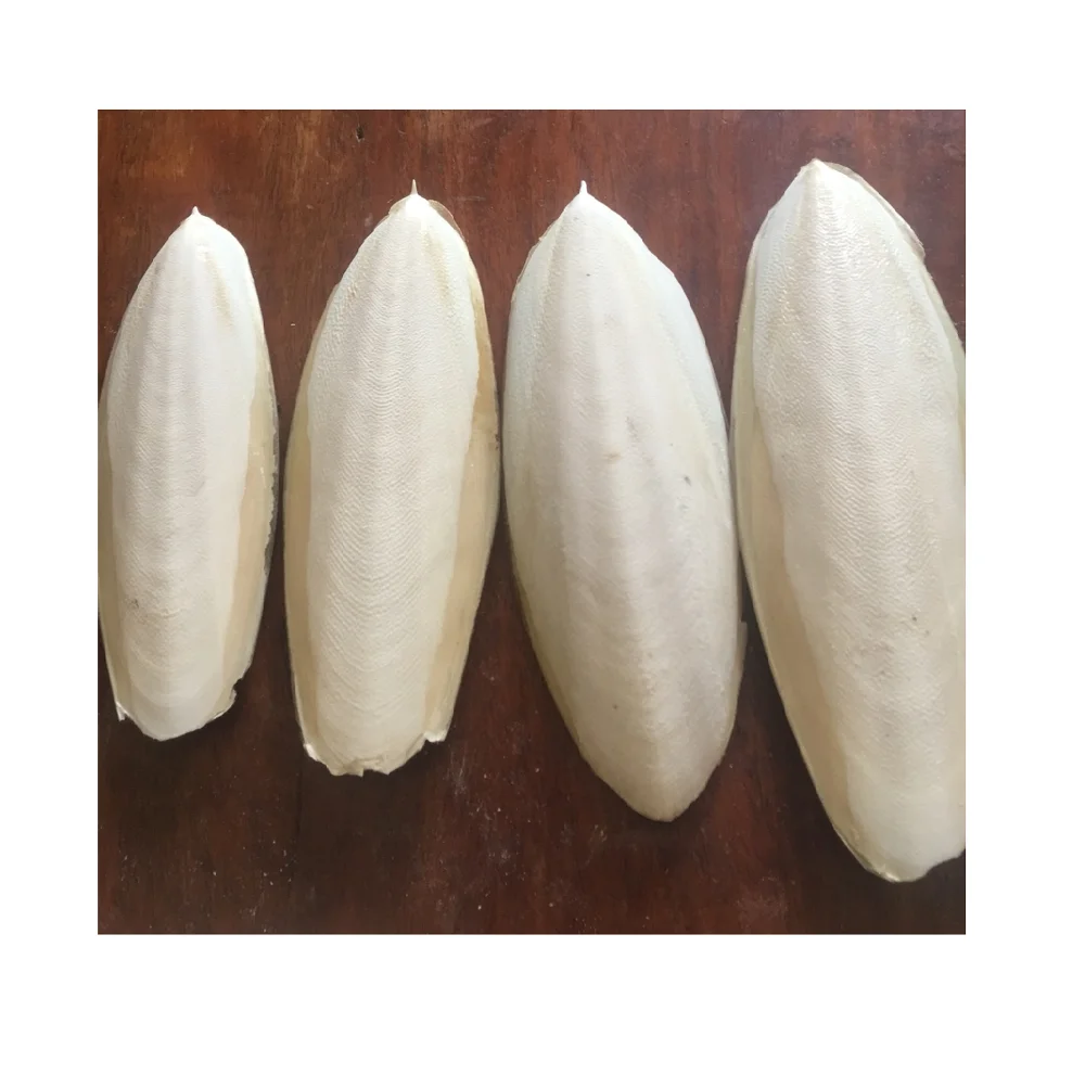 Exported standard Dried Cuttlefish bone/ cuttlefish from Vietnam  ( MS.HOLIDAY  Whatsapp +84-845-639-639)