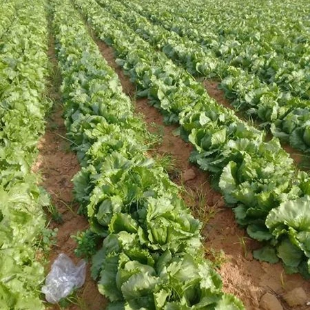 Vegetable Cauliflower Cabbage Carrot Mixed White Red Green Style Storage Agriculture GAP Color Container Origin Type Qty