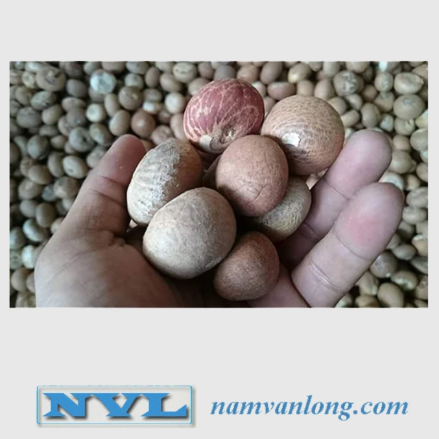 DRIED BETEL NUT with high quality and competitive price from Vietnam