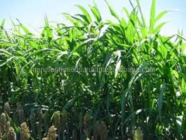 Sorghum Seeds For Indian