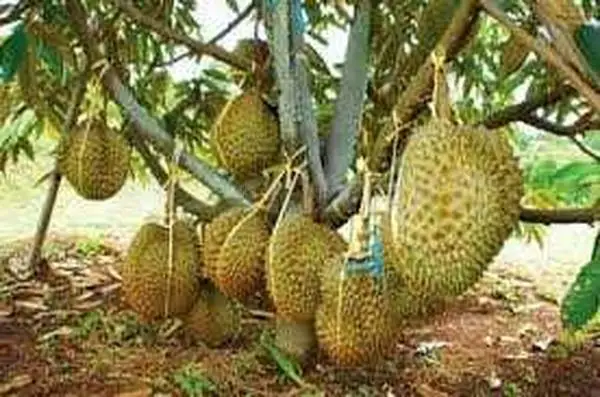 
HIGH QUALITY FRESH DURIAN FROM VIETNAM / Ms. Shyn Tran +84382089109 