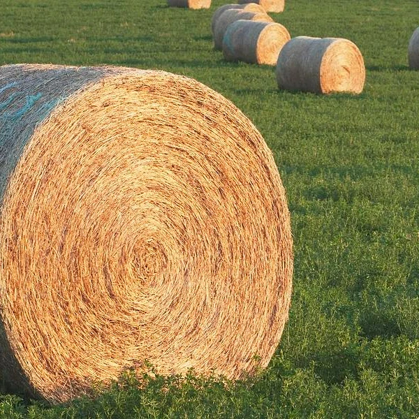 Высокое качество Alfafa Сено тюки/гранулы для продажи