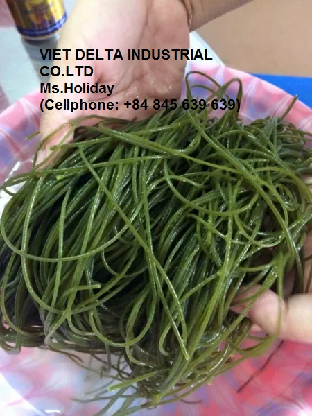 Самый популярный поставщик вьетнамской рисовой лапши Moringa OEM пищевой продукт из Вьетнама оптом (праздник + 84 845 639 639)