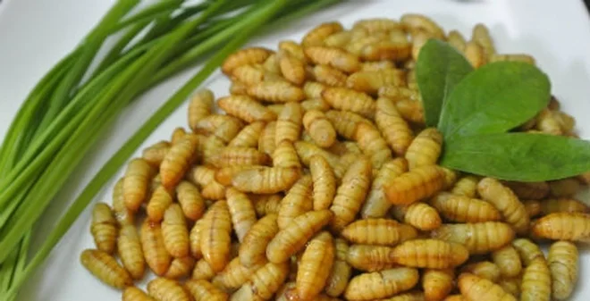 SILK WORM FOR FOOD/ COCOON SILK WORM FOR HUMAN CONSUMSION