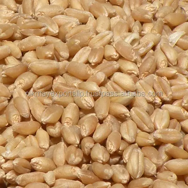 
GOLDEN WHEAT GRAINS ORIGIN INDIA FROM NIK-MAY EXPORTS 