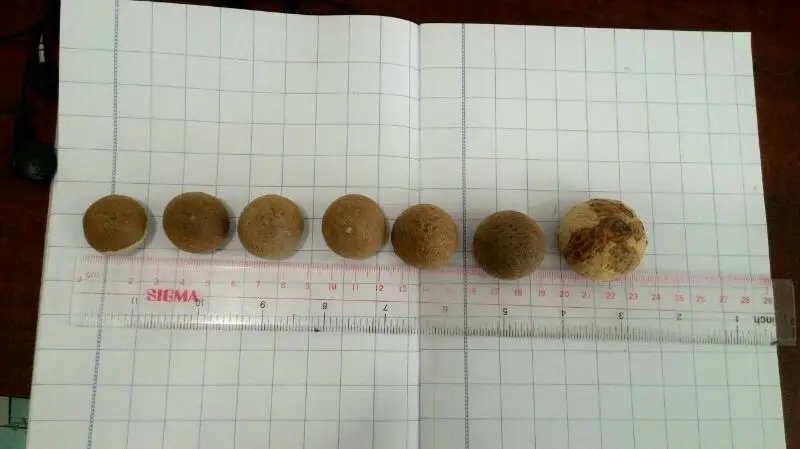 WHOLE DRIED BETEL NUTS FROM VIETNAM WITH COMPETITIVE PRICE AND HIGH QUALITY EXPORT IN 2022