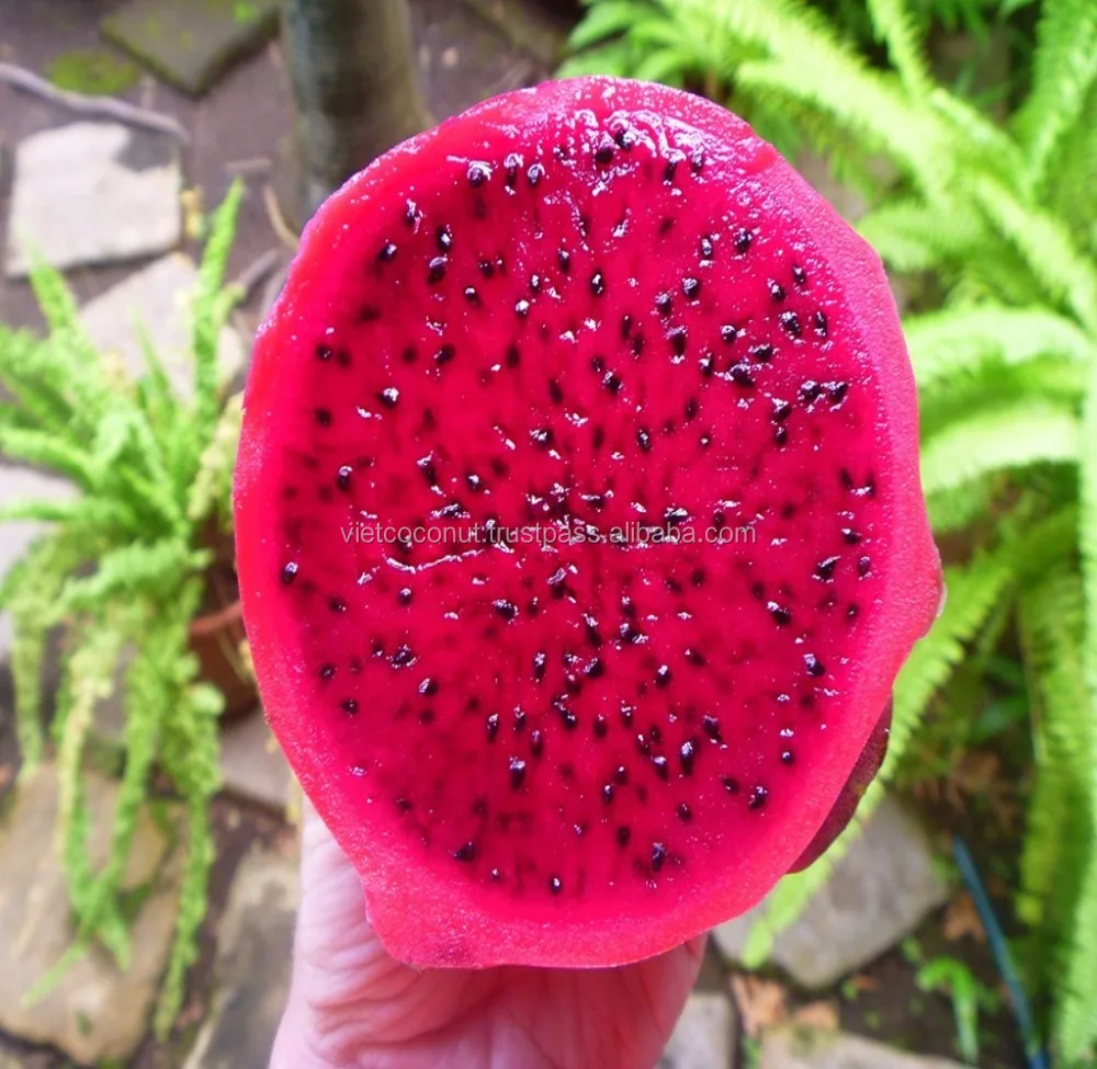 
RED DRAGON FRUIT EXTRACT POWDER (PE 10:1) very competitive price, KOSHER, ISO22000 