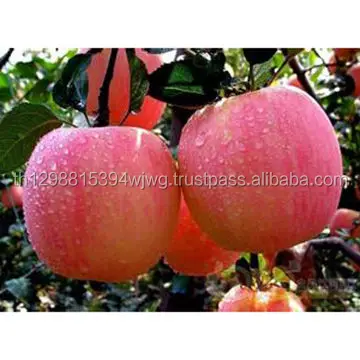 Высокое качество HACCP Замороженные стильные фрукты iqf свежая клубника