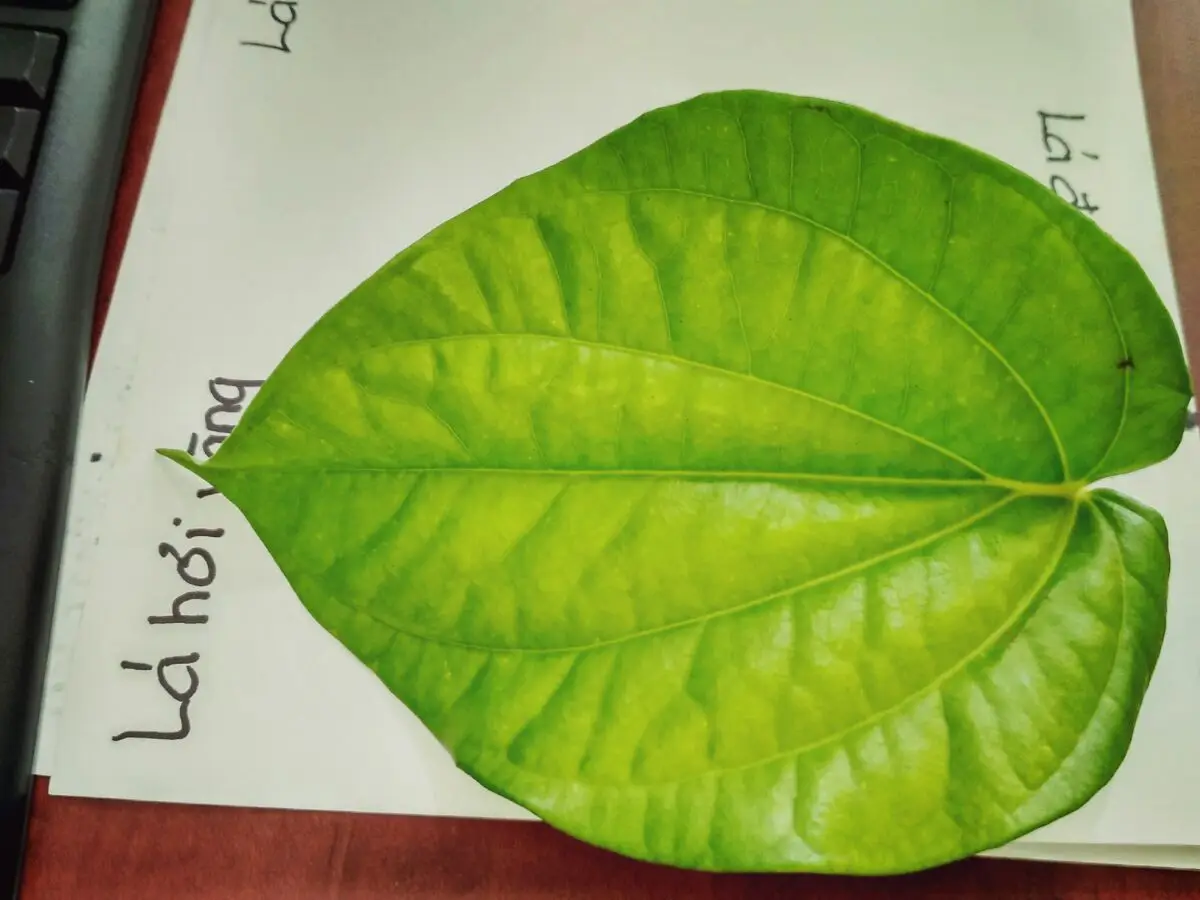 
Fresh Betel Leaves or Piper betel - popular plant in Viet Nam with the best price 