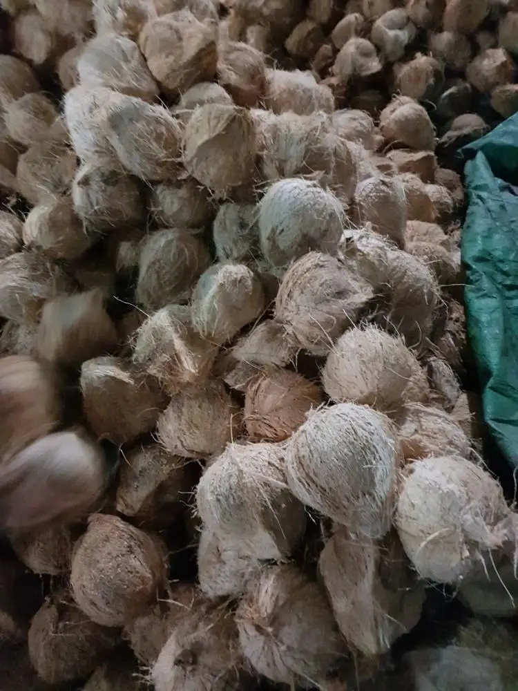 SEMI HUSKED MATURE COCONUT/ COCONUT FULL HUSKED/ FRESH MATURE COCONUT