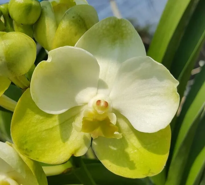 VANDA SEEDLING VAN 031 somsri gold
