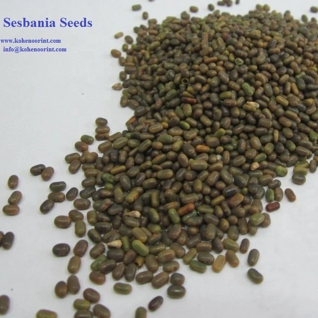 
Sesbani Sesban Seeds 