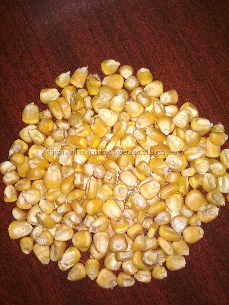 Yellow Maize Animal Feed