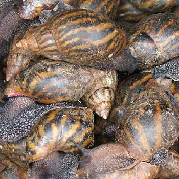 Helix snails Aspersa Muller